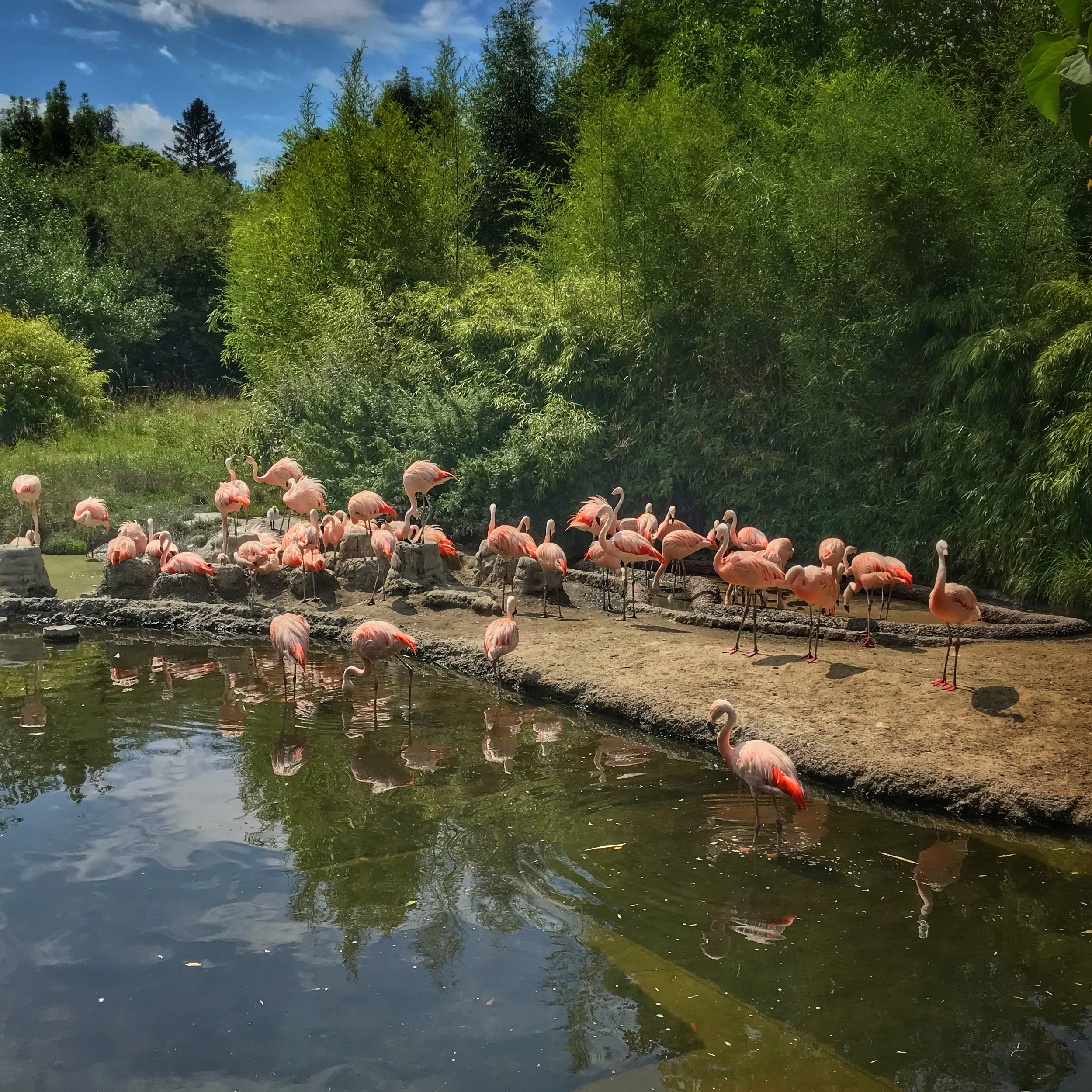 Zurich Zoo | Flamingi 🦩| © Piotr Zagorowski