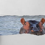 Hippo effect and dichotomy of leadership